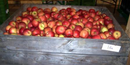 Äpfel, Foto: Luz