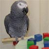 Papagei Alex, Foto: A. Levin-Rowe